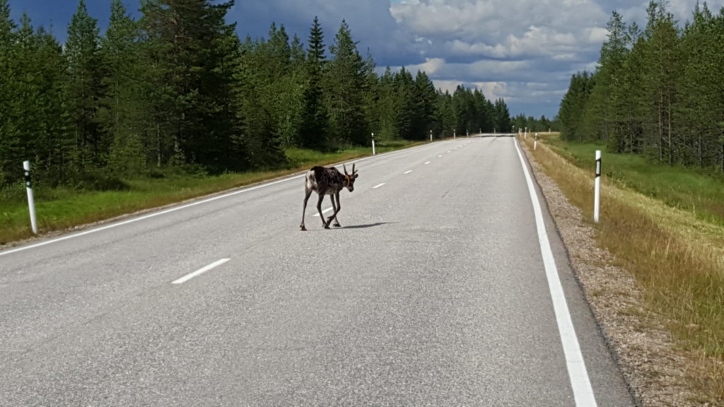 Das 1ste Rentier auf der Strecke zwischen Rovaniemi und Kaaman 